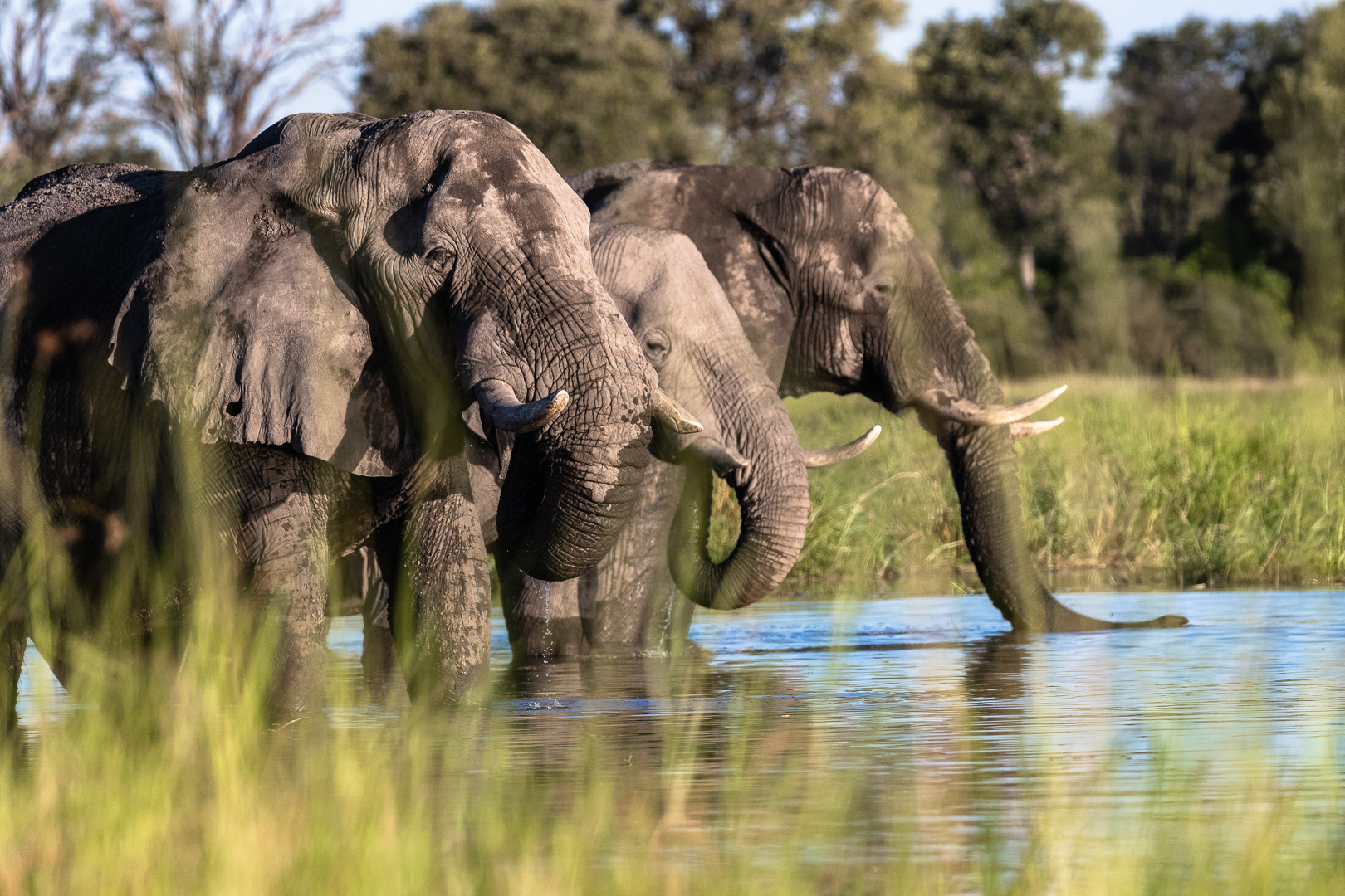 Elephants on a Okavango Delta Safari