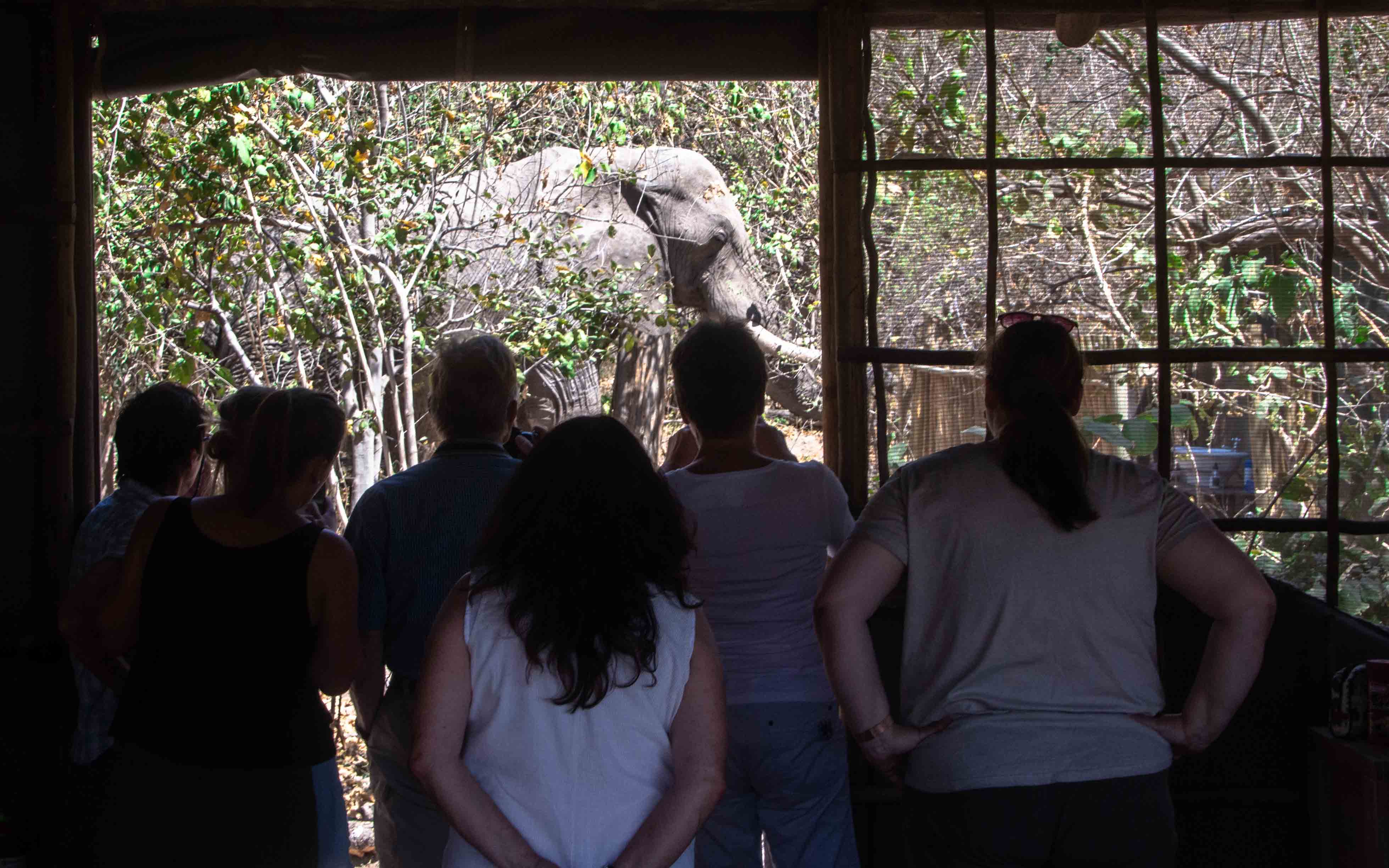 Group of guests watching an elephant walking past the O Bona Moremi lodge in Khwai. 