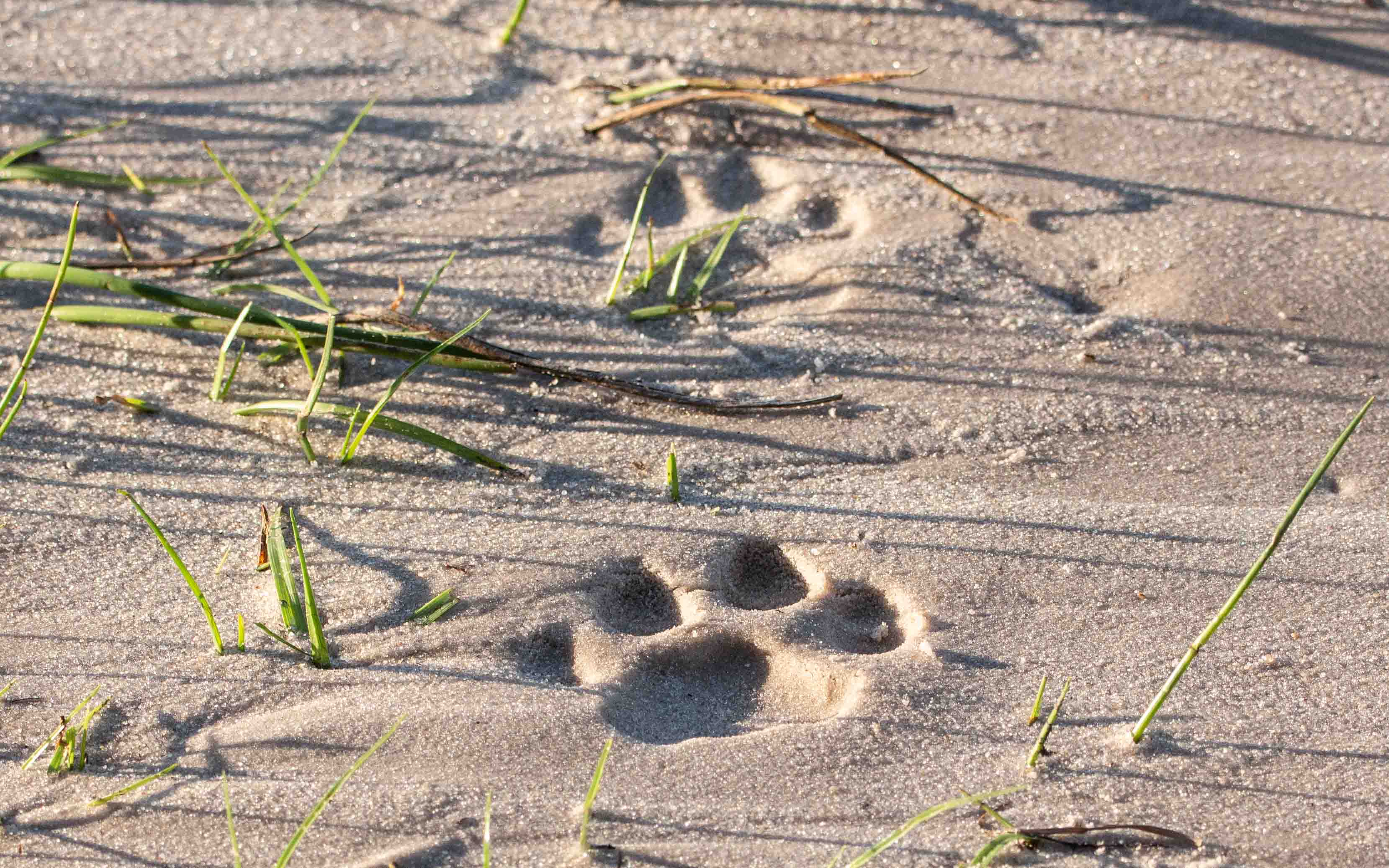 Leopard tracks found in the deep sand of the Khwai river bed in Botswana.