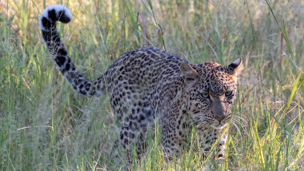 Safari Package Botswana - Combine our houseboat, lodge & mobile camp